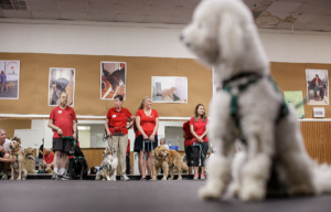 Do You Know About Therapy Dog Training