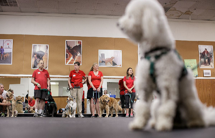 assistance dog trainer courses