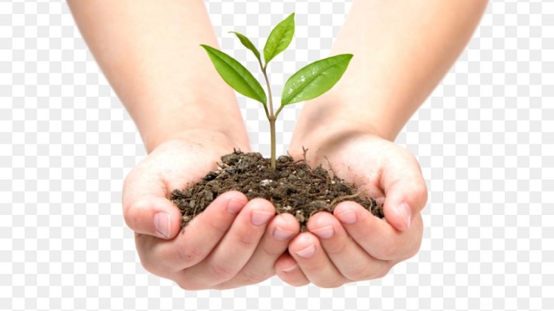 What Is The Key Objective of a Good Reforestation Project