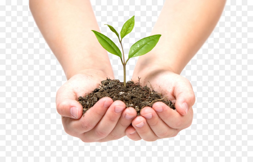 What Is The Key Objective of a Good Reforestation Project