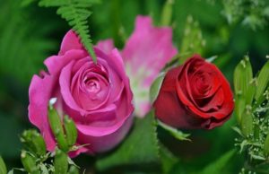 Send Roses Flowers Online to Dear Ones on Any Occasions