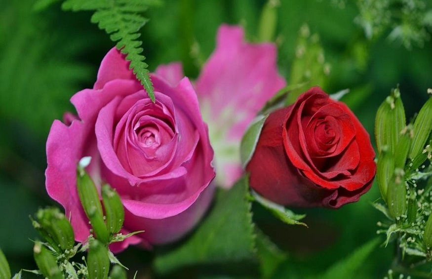 Send Roses Flowers Online to Dear Ones on Any Occasions
