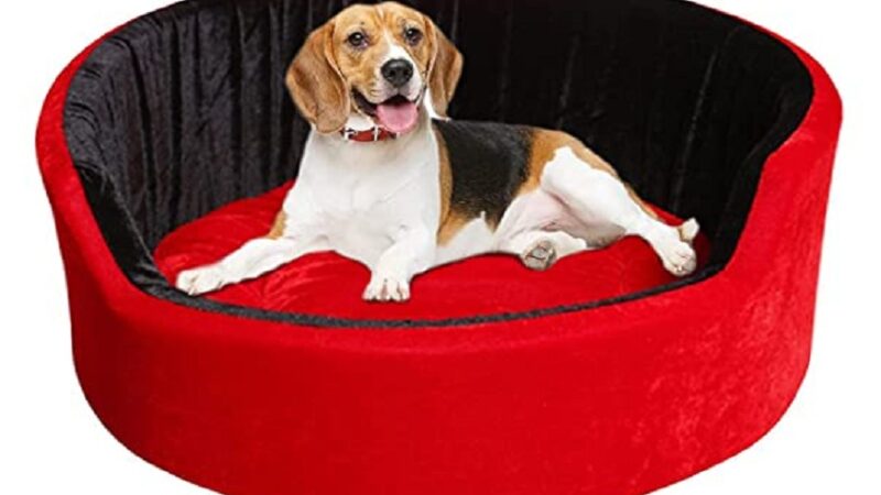 The Most Beloved Dog Beds Products, According to Reviewers